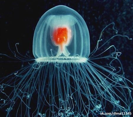 Учеными было обнаружено первое бессмертное существо нашей планеты. Как оказалось, этим существом является медуза Turritopsis nutricula. Медуза способна на всем протяжении своей жизни постоянно себя омолаживать.