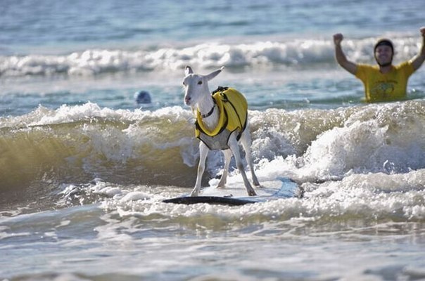 в Калифорнии живет коза, которая обожает сёрфинг. Она смело встаёт на доску и покоряет волны вместе со своим хозяином