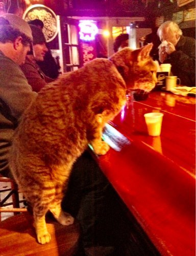 кот Mr. Wu - завсегдатай Molly s бара в Новом Орлеане. Когда–то Mr. Wu был обычным домашним котом, но после урагана «Катрина» он остался без хозяев и теперь скитается по городу. Но каждый вечер он возвращается в бар, где у него есть свое место за барной стойкой, чтобы пропустить стаканчик–другой взбитых сливок.