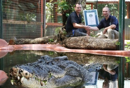Самого большого крокодила в неволе зовут Кассиус и живет он в Австралии. При весе в почти тонну, его длина составляет около 6 метров.