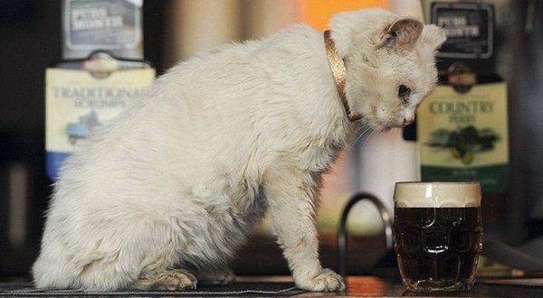 Самая старая кошка в мире любит пиво