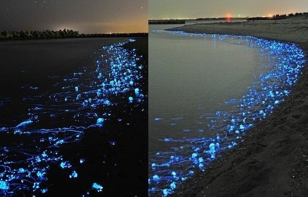 на берег Японии прибоем выбросило тысячи светящихся медуз. Обычно они обитают на больших глубинах, но во время размножения поднимаются в верхние слои океана и их часто их выбрасывает на берег.