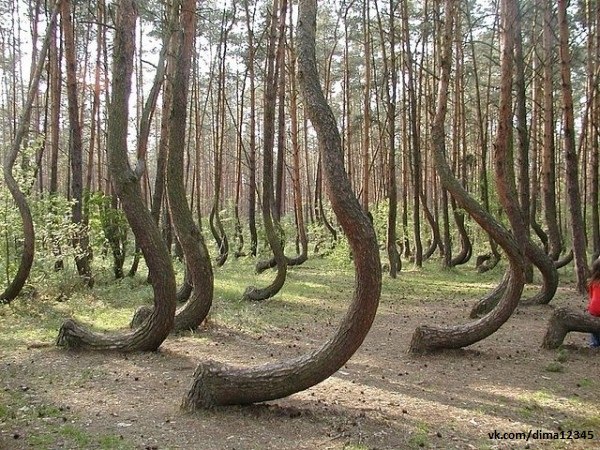 "Кривой лес" в Польше.