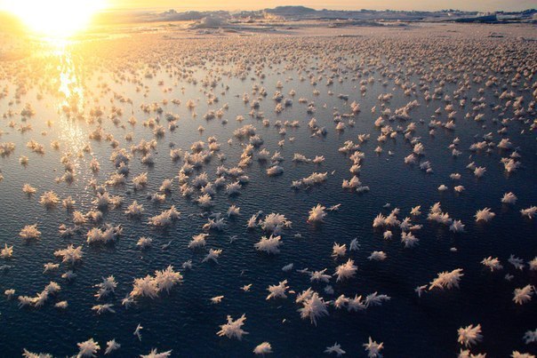 "Ледяные цветы", Антарктика.