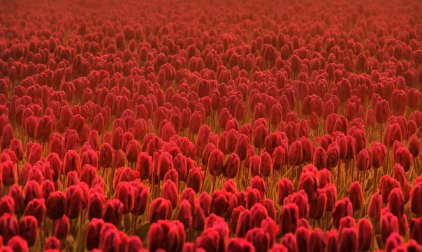 Изумительное поле красных тюльпанов
