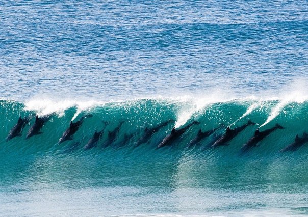 Дельфины на гребне волны