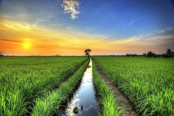 Рисовые поля, Селангор, Малайзия