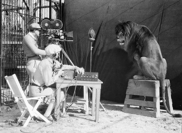 Съемки льва, который рычит в легендарной заставке Metro Goldwyn Mayer.
