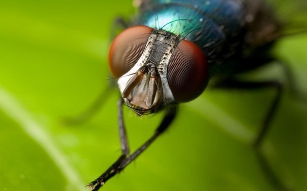 Самое опасное животное для человека - домашняя муха. Она переносит больше болезней, чем любое другое существо.
