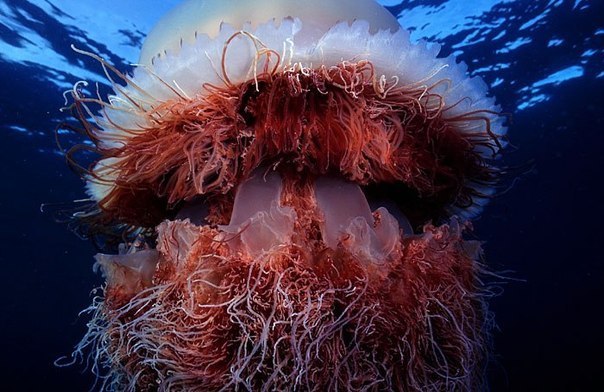 Щупальца гигантской арктической медузы могут достигать до 36 метров в длину.