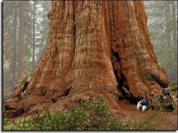 Секвойя (Sequoia) является поистине уникальным феноменом растительного мира. Ствол этого представителя семейства таксодиевых (Taxodiaceae) имеет 6 – 11 м в диаметре и достигает более 110 м в высоту. Еще интереснее факт о продолжительности жизни дерева. В Родвуодском заповеднике сохранилась секвойя, которую индейцы использовали как вышку для наблюдения и разведения сигнальных костров. Возраст ее — 5000 лет и, не смотря на такой внушительный возраст, она продолжает расти!.. 