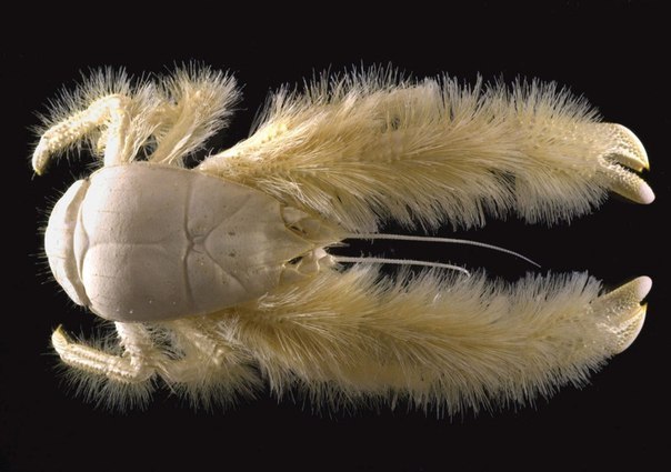 Меховой краб kiwa hirsuta или «йети-краб» был обнаружен американцами в 2005 году на глубине более 2300 метров в одной из тихоокеанских глубоководных экспедиций. Длина животного составляет 15 см, глаза глубинных жителей трансформировались в рудиментарные мембраны, поэтому они слепы.