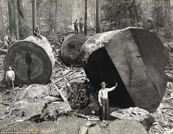 Вырубка секвой в Калифорнии 100 лет назад