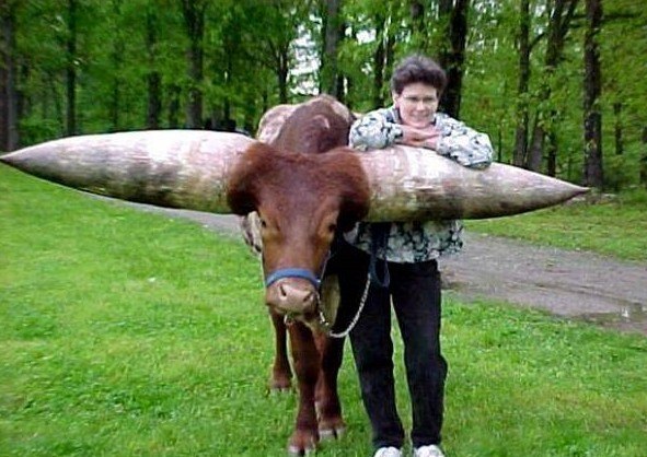Бык Watusi - обладатель самых больших рогов в мире.