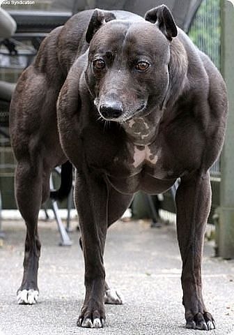 Эту собачку зовут Венди, живет в Канаде. Она была рождена с генетическим дефектом, который удвоил ее мышечную массу! Это самая мускулистая собака в мире. У Венди 24 кубика мышц пресса