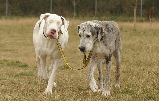 Собака ведет своего слепого друга за поводок... Вот она дружба!!