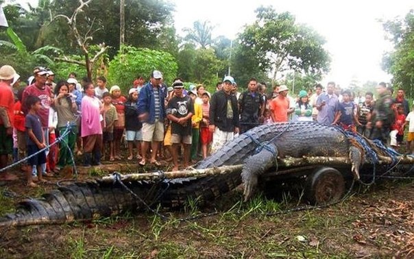 Гигантский крокодил, побивший все рекорды
