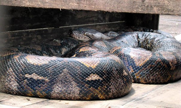 Крупнейшая в мире змея была поймана в Индонезии, ее длина составляет 14,85 метров, вес – 447 кг.