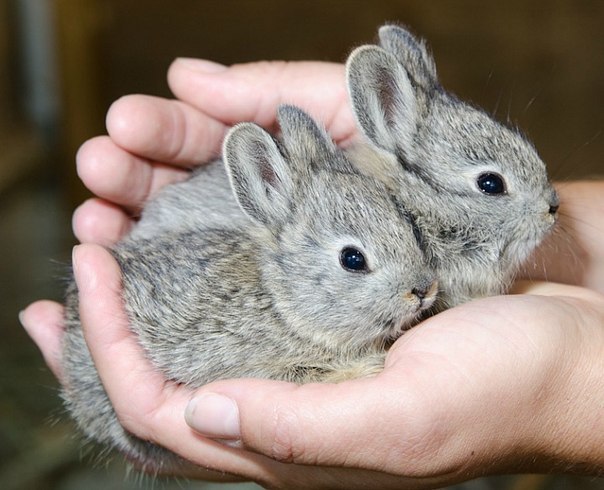 Самая мелкая порода кроликов называется Little Idaho или кролик-пигмей. Максимальный вес взрослой особи достигает всего 450 грамм, а длина составляет от 22 до 35 сантиметров.