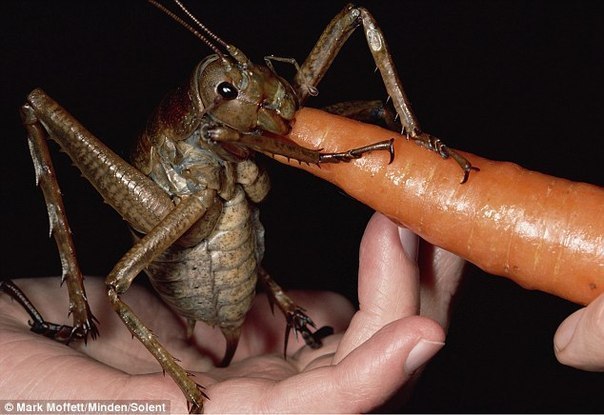 Американский исследователь поймал в Новой Зеландии гигантского новозеландского сверчка (вета) доселе невиданных размеров.Длина насекомого - почти 18 сантиметров, а весит она как три взрослые мыши.