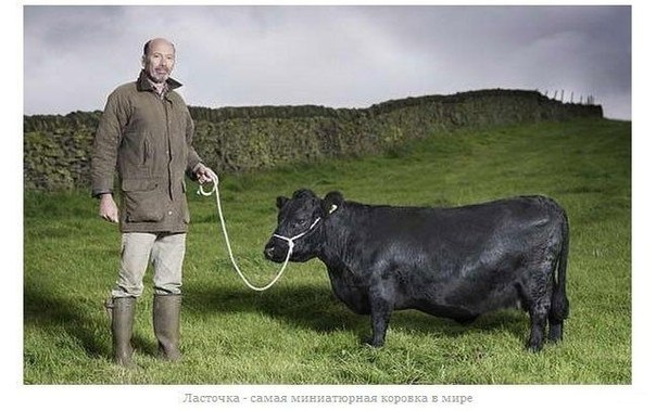 11-летняя крохотная корова по кличке Ласточка, проживающая на севере Англии, на ферме в Уэст- Йокшире, официально признана самой миниатюрной коровой в мире. От холки до копыт Ласточка имеет рост всего лишь 84 сантиметра, т.е. по размеру она с обычную овцу. Коровы породы «Декстер» популярны своими маленькими размерами, однако Ласточка не дотягивает даже до стандартов роста данной породы! Любопытно, что за 11 лет свой жизни Ласточка произвела на свет 10 телят, которые существенно выше своей матери.