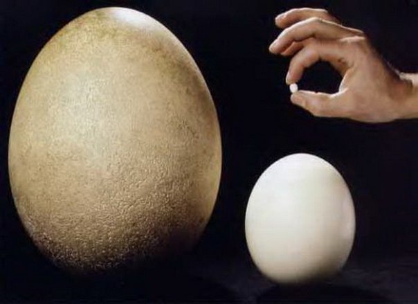 Самое большое яйцо и самое маленькое яйцо.