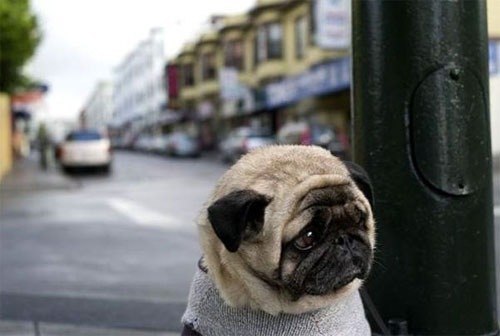 Самый грустный пес в мире.