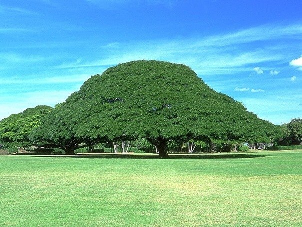 Дерево Хитачи, в садах Моаналуа на острове Оаху, Гавайи. В парке много разновидностей дерева этой породы (monkey pod), но именно это одно из наиболее больших и красивых, с высотой 25 метров и с размахом ветвей почти 40 метров.