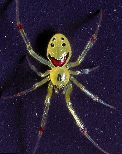 Одна из разновидностей крохотных пауков обитающих на гавайских островах имеет необычную отличительную особенность. Брюшко пауков похоже на улыбающееся лицо человека.