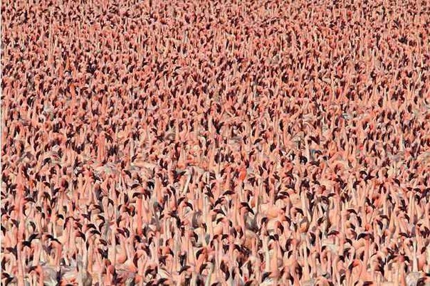 Более одного миллиона фламинго собрались на озере.