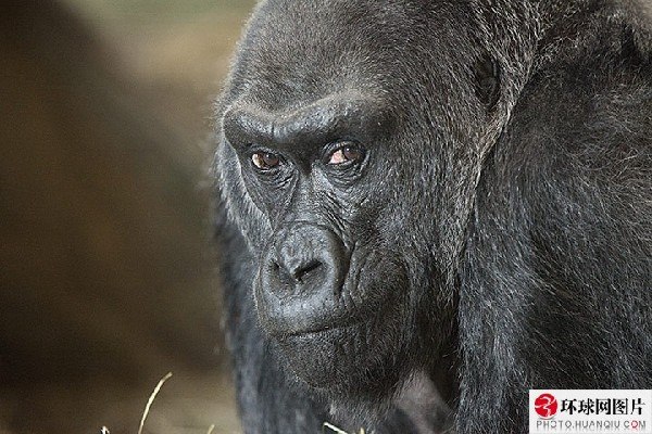 Самой старой гориллой, рожденной и живущей в неволе в Пауэлле, штат Огайо (США), является Коло. Ее возраст 51 год