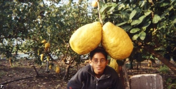 Самый тяжелый лимон в мире весил 5 кг 265 г и был выращен Аароном Шемелем на ферме в Кфар Зейтим, Израиль.