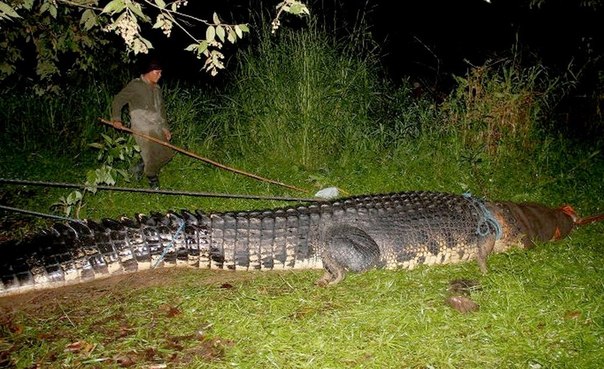 Самый крупный в мире крокодил, содержащийся в неволе, умер в зоопарке города Бунаван (Bunawan) на Филиппинах в воскресенье, сообщает агентство Ассошиэйтед Пресс.
