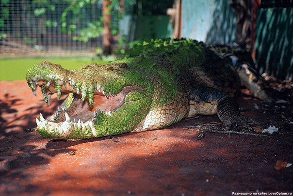 Самый большой крокодил в неволе