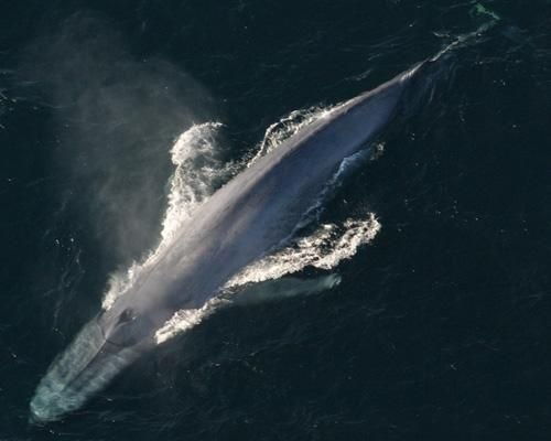 Сейчас на Земле существует одно животное, размерами доходящее до древних громадин. Длина синего кита может достигать 33 метров, а вес – 190 тонн. Сегодня средняя длина синего кита не превышает 23-24 метра, так как китобои стремятся уничтожить наибольших животных. На языке взрослого синего кита могут стоять около 50 людей. Даже детеныш этого животного гигантский – новорожденный синий кит длиной около 7,5 метров и выпивает ни много, ни мало 450 литров материнского молока в день. Считается, что сейчас осталось в живых около 10 тысяч особей этого удивительного животного, с середины 1960-х оно находится под угрозой исчезновения.