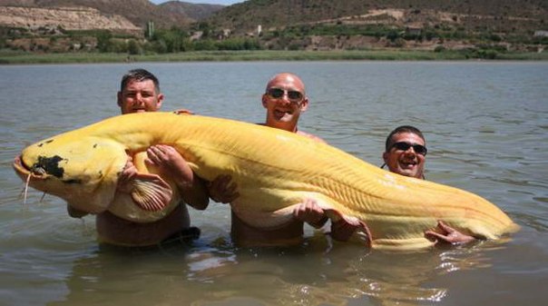 Счастливчик Крис Гриммер поймал рекордного сома-альбиноса, длиной около 2,4 метра, в реке Эбро, недалеко от Барселоны, в Испании.