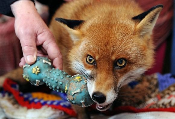 Девушка нашла раненую лису и после длительного лечения лиса не захотела уходить обратно в дикую природу. Сейчас она живет во дворе и играет с игрушками, как обычная собака.