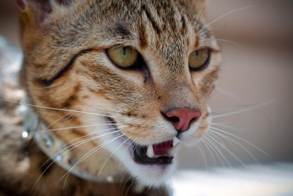 Самой дорогой кошкой в мире признана Королевская Ашера, выведенная в США. Этот одомашненный мини-леопард любит гулять на поводке и стоит $22 000.