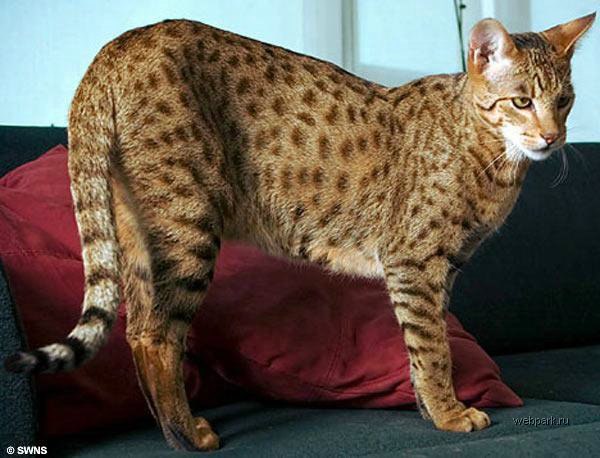 Самой дорогой кошкой в мире признана Королевская Ашера, выведенная в США. Этот одомашненный мини-леопард любит гулять на поводке и стоит $22 000.