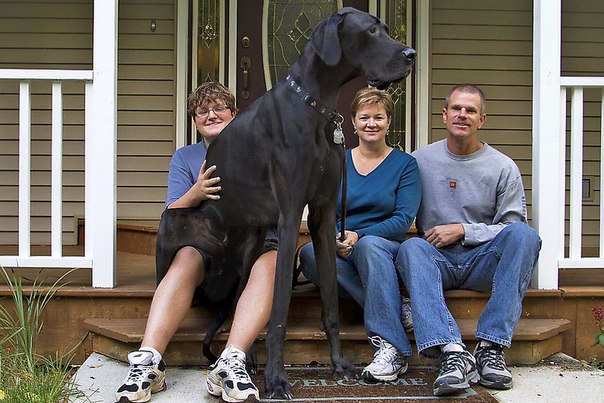Самая большая собака в мире. Его высота составляет 111.8 сантиметров от ноги до холки. Немецкий дог достигает 2.2 метра в высоту, стоя на его задних. Гигантская собака из Мичигана в Соединенных Штатах съедаеть 14-килограммовый мешок еды каждый день и весит 70.3 килограмма.