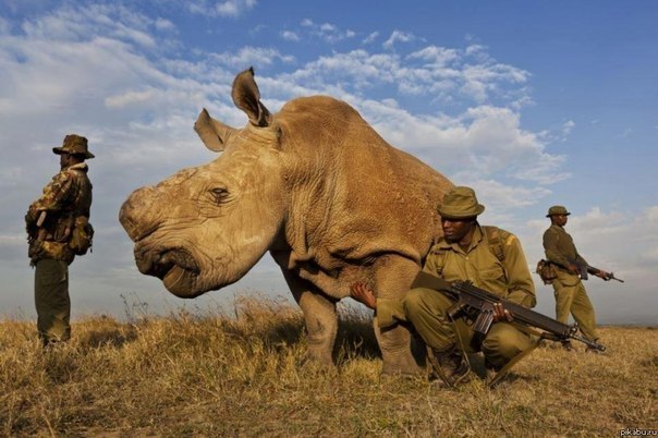 Белый носорог, которых осталось всего 4 в мире, бродит в окружении вооружённых телохранителей.
