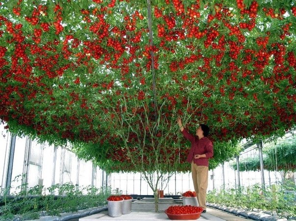 'Томатное дерево' (Россия) - пример достижений современной ботаники без ГМО - крона достигает в высоту 5 - 6 метров, выращивается в теплице. Рекордный урожай был получен в 2003 году: полторы тонны, или 13 500 плодов с одного растения.