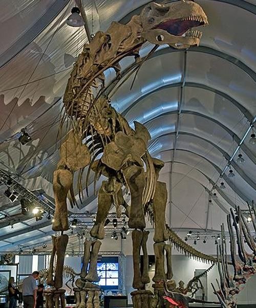 В следующий раз, глядя на шестиэтажное здание, остановитесь и задумайтесь, что 100 миллионов лет назад вы могли бы смотреть на животное таких размеров – аргентинозавра. Это создание длиной около 40 метров и весом 100 тонн носит звание самого большого динозавра, когда-либо ходившего по планете. Хотя многое из его жизни остается загадкой, эксперты знают, что оно имело длинную шею, длинный хвост и сравнительно маленькую голову. Лишь один окаменевший позвонок длиной 1,5 м в поперечнике. Этот травоядный динозавр был впервые обнаружен в Аргентине в 1988 году.