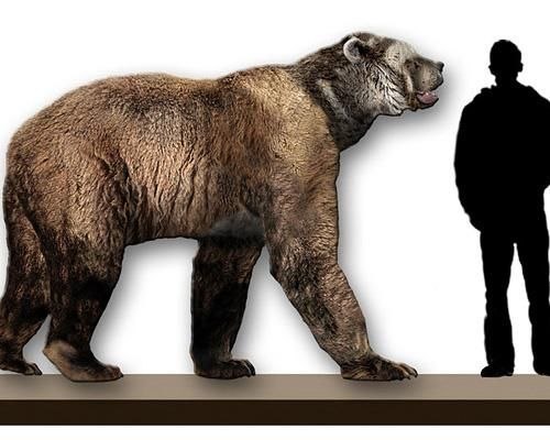 На сегодняшний день полярный медведь является самым большим медведем на Земле, его рост составляет более двух метров. Но это все же существенно меньше самого большого медведя, которым, по предположению, является Южно-Американский гигантский короткомордый медведь. Считается, что этот медведь, известный как Arctodus, достигал веса 1136 кг и роста 3,5 м, что даже больше, чем на изображении. Эксперты говорят, что он обитал в Южной Америке от 2 миллионов до лет 500 тысяч назад. Основываясь на исследовании скелета, найденного в 1935 году в Аргентине, National Geographic заявляет, что нет ничего, что хотя бы немного походило на этого мощного хищника.
