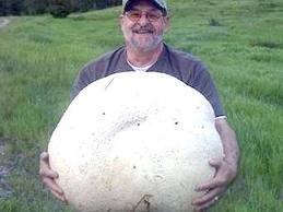 А знаете ли Вы, что житель канадской Британской Колумбии нашел гриб, который весит около 26 килограммов? 62-летний Кристиан Террьен обнаружил гигантский дождевик во время прогулки, которую он совершал в компании своего сына Себастьена.