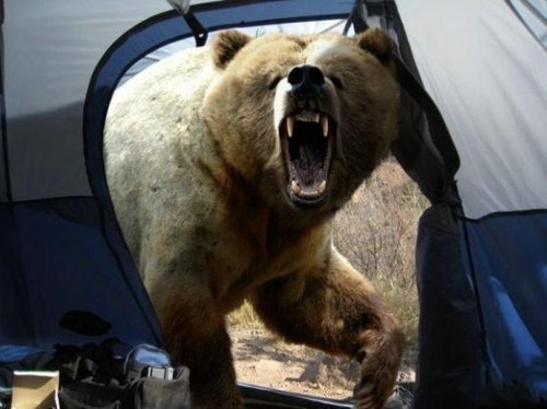 Последнее фото Мошио Хирошино, известного японского фотографа дикой природы. Растерзан медведем на просторах Камчатки 8 августа 1996 года. Перед смертью он решил сделать свой лучший кадр...
