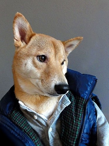 Самый стильный на Манхэттене: блог о мужской одежде ведет собака