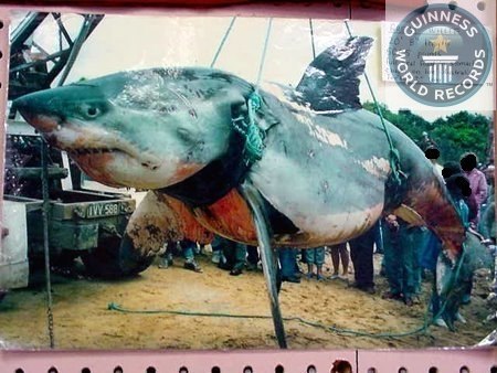 Самая большая акула в мире!