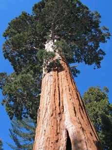 Самым высоким деревом на данный момент является калифорнийская секвойя 