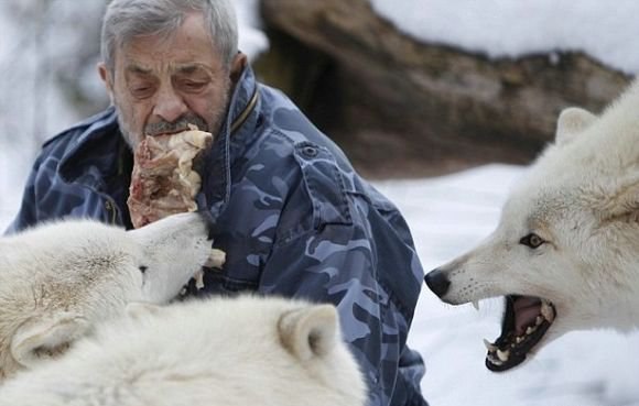 79-летний Вернер Фройнд, бывший десантник. Сейчас он живет в стае волков, в которой 29 особей. Он кормит их сырым мясом и судя по фотографиям у них нежные отношения.